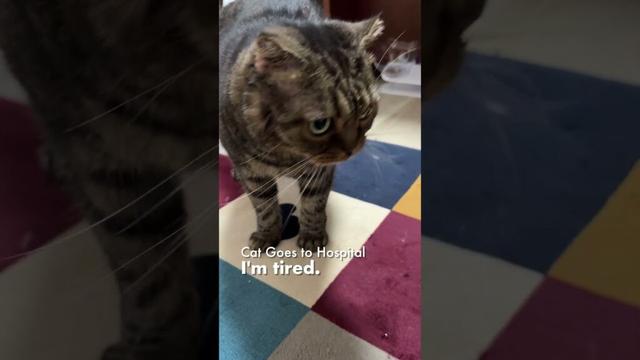 猫は病院へ行く／ボク、疲れたよ