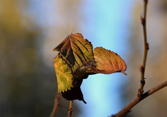 A cluster of around a half dozen leaves clings to the tip of a thin green-brown erect twig, with several more twigs reaching up or sideways nearby, including a forked branch forming a bit of a Y running off the image to the right. The somewhat rough leaves are smallish, oval/oblong with toothed edges and deeply incised veins giving them a quilted look. they are uneven in colour, greenish gold overall, some spots green, some dull orangey with dark shadows below and in some of the veins. A closer examination shows some wooly/sily stuff between a couple of the leaves, and we can surmise that some sort of moth cocoon or spider egg mass has been placed inside with the leaves pulled together around it. Several of the leaves are attached to the mass by their tips and we note the stems that would have joined them to the branches are free in the air. Background is a mix of blue sky and  green-brown trees blurred into wide irregular vertical stripes.