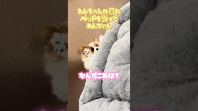 喜びが隠せないわんちゃん#かわいいパピヨン# papillon#いぬのいるくらし#かわいいいぬ#プレゼント貰う犬