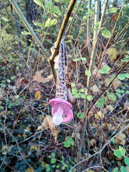 Foto im Hochformat. An einem Strauch hängt ein Stück gefleckter Stoff und daran ein rosa Nuckel. Im ersten Moment sieht das aus wie eine exotische Blüte.