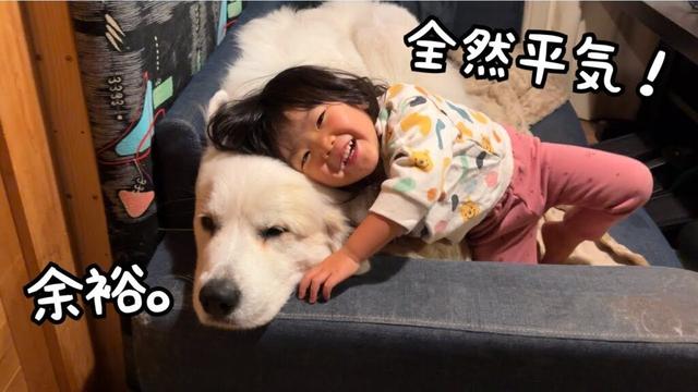 【悲報】3歳児と超大型犬にママがいなくなって寂しい？と聞くと『全然寂しくない！』と言われました…｜グレートピレニーズ&オールドイングリッシュシープドッグ&トイプードル