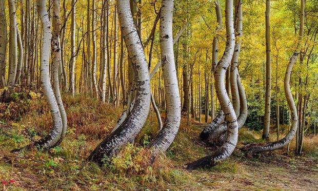 A close up view of aspen trunks in peak fall color.

There are about a dozen or so aspens that dominate the frame of this photograph. Behind them are the golden leaves of other aspens, so the photograph is trunks in the foreground and leaves behind. You can see the forest floor which has some forms and other growth you typically find.

What make this special, though, are the trunks themselves. They are all curved, bending to the right. The curve starts near the bottom, bends to the right, then the trunk straightens back out and go up and out of frame. The overall effect is that the aspens are dancing. There are other aspen trunks in the far background—these are all straight.