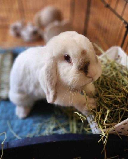 A cream rabbit with brown spots eating from a hay rack filled with hay