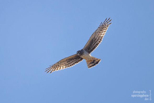 Head and tail slightly dropped, a cream-and-brown hawk hangs from its widespread wings in a near hover, in a sunny blue sky.