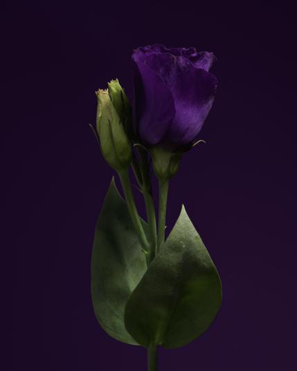 Purple lisianthus flower on a purple background.