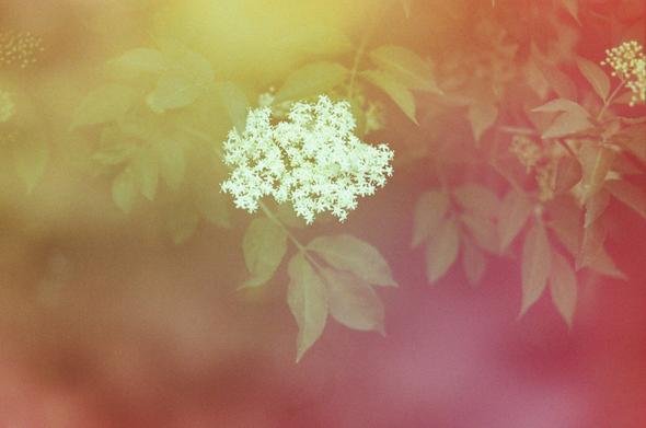 L'image présente un gros plan d'une grappe de fleurs blanches et délicates, vraisemblablement des fleurs de sureau, au centre. Les fleurs ont une texture diffuse et sont composées de très petits pétales. Elles contrastent avec un arrière-plan flou et onirique, qui présente un dégradé de couleurs chaudes, allant du jaune lumineux dans la partie supérieure gauche au rouge-orange intense dans la partie inférieure droite. Des feuilles de la plante, également floues, sont visibles autour de la grappe de fleurs, créant une impression de profondeur et d'immersion dans la nature. L'ensemble de l'image dégage une atmosphère douce et lumineuse, avec un grain visible qui ajoute un aspect texturé et potentiellement argentique.