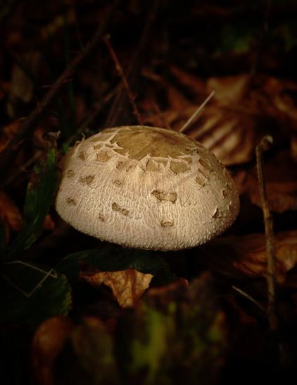 Mushroom head surrounded by leaves on ththe forest floor in warm autumn sun light