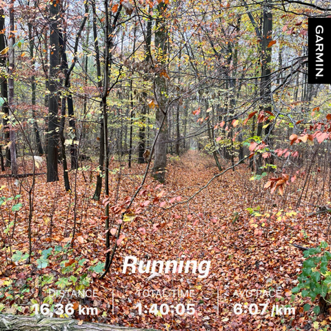 Forest in the fall with fallen leaves on the ground.