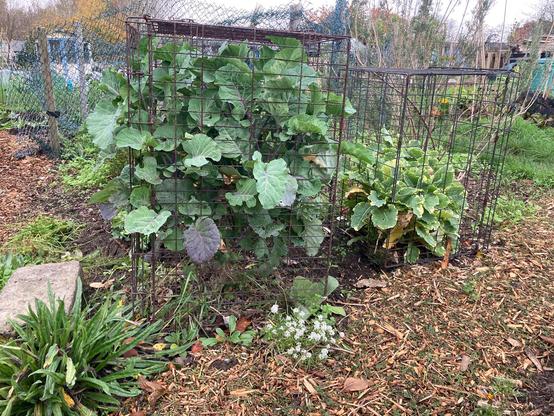Two perennial kale plants growing inside two metal dog crates to protect them from being browsed by the wildlife. A dark green leaved Taunton Deane kale on the left is much larger than a smaller daubenton’s panache kale with lighter green variegated leaves. A wood chip pathway with a little white flowering alyssum is growing in front.