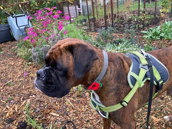 A brindle boxer dog wearing a red poppy on his collar and a green and black harness is standing in front of a small container pond that’s surrounded with foliage. A pink cosmos is in full flower but most of the other flowers have gone over. Wood chip pathways cover the ground. A metal wheelbarrow is upturned leaning against a rectangular water butt.