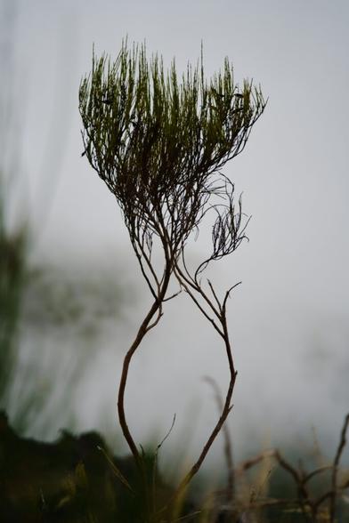 Eine Pflanze, wie ein kleiner Baum mit dessen dürren Stamm und zweigen vor einem grauen Nebel.