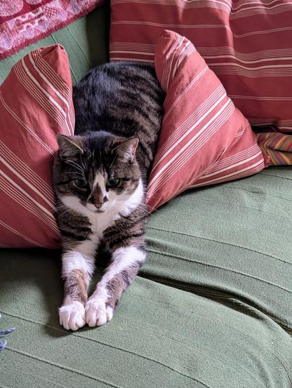 Katze Mia sitzt auf dem Sofa und ihrem Lieblingskissen und streckt die Vorderpfoten weit nach vorne, als würde sie Schwimmbewegungen üben. Foto by Johann Seidl, Gartenpoet.