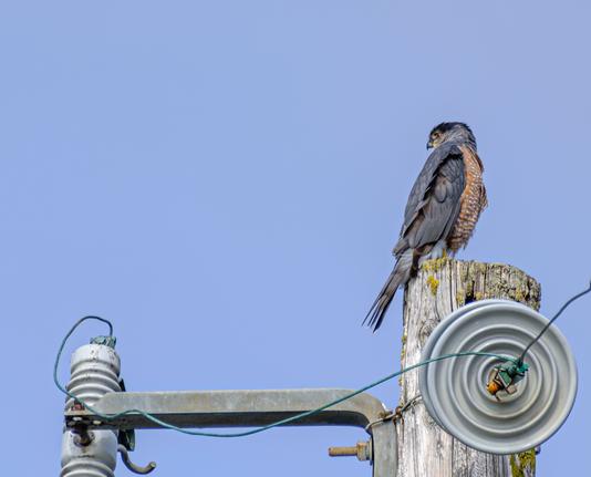 A Coopers Hawk on top of a telegraph pole, some wires and insulaters also in the picture.  The bird and pole on the right of frame, the bird is looking behind with head turned 180 degrees to the left of frame.  Blue sky.