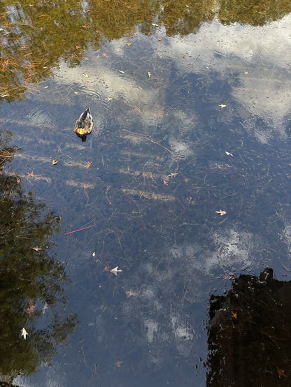 Duck and turtles in a pond