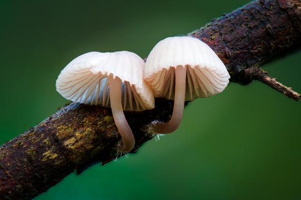 A macro photograph of 2 small mushrooms on a tree branch. The small, white mushrooms are pressed right up against each other, and the branch cuts a diagonal line through the frame. The background is filled with the deep greens of the forest.