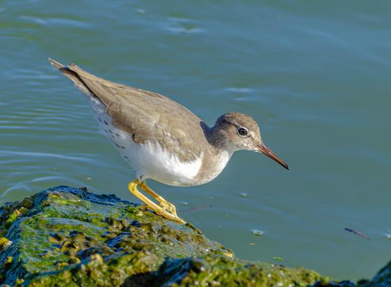 A Spotted Sandpiper walking on a seaweed covered rock, next to water.  In profile, head down.  This small wader has yellow legs, light brown back and head, a pointed redish bill and white underparts, with spots on the underside at the back.  Calm water, sunny day.