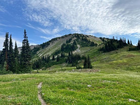 A sub-alpine meadow with a few sparse small trees. A small trail winds through toward a hill.