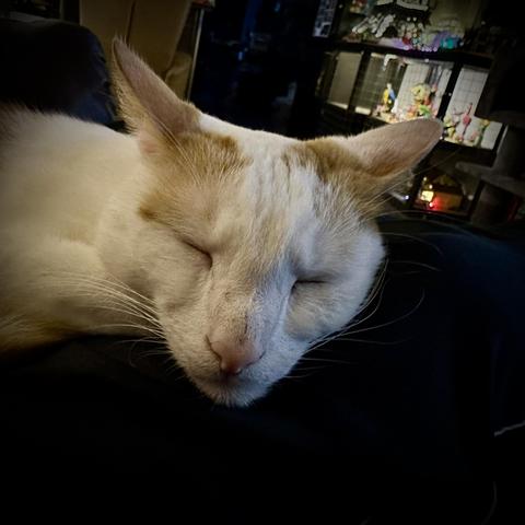 My white and red cat Neelix sleeping on my lap.