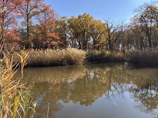 A pond surrounded by phragmites and trees with autumn colors