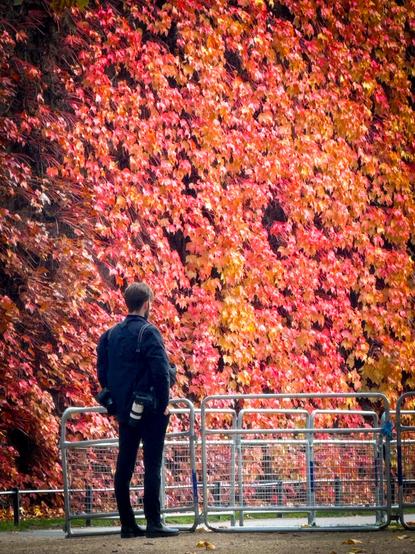 A cameraman stands by a fence contemplating the mass of colourful Virgina Creeper on a tall wall.