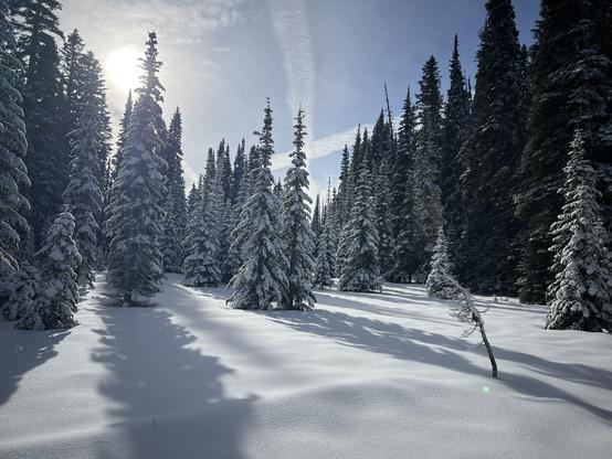 View of a snowy landscape. Foreground is open meadow covered in fresh fallen snow with no tracks in it. Surrounded by tall conifers (Douglas firs and mountain hemlocks) with snow weighing down their boughs. The low sun is partially obscured by high clouds heavy with ice crystals and is visible as a white disc. Contrails across the blue part of the sky are fay and icy. Because it's still early morning the shadows of the trees are long across the snow and the scene has a golden tint