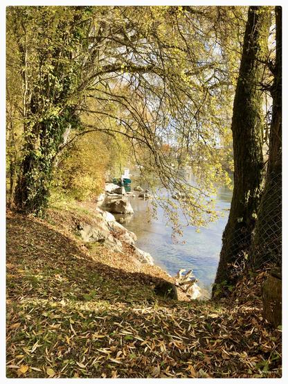 Sonnenbeschienene bunte Herbstblätter und ein Stückchen Aare