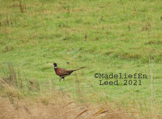 Een fazantenhaan in het veld, de fazant staat van de zijkant op de foto en loopt naar links.