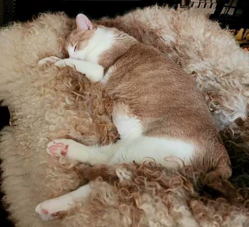A full body shot of the same dilute orange and white tuxedo curled up in a curly sheepskin that matches her colouring. She's completely unconscious now. Her lower feet are tilted so you can see her bright pink toe beans.