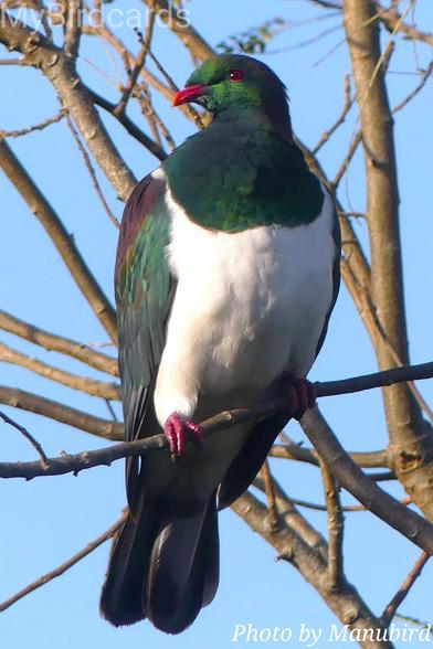 "I'm a large and plump pigeon, native to New Zealand, known for my striking plumage: iridescent green and bronze on my head and back, contrasting sharply with a bright white chest and belly." 2.5 Flash (Edited) 

📷: Photo by Manubird via Pixabay 
https://pixabay.com/users/manubird-6368797/