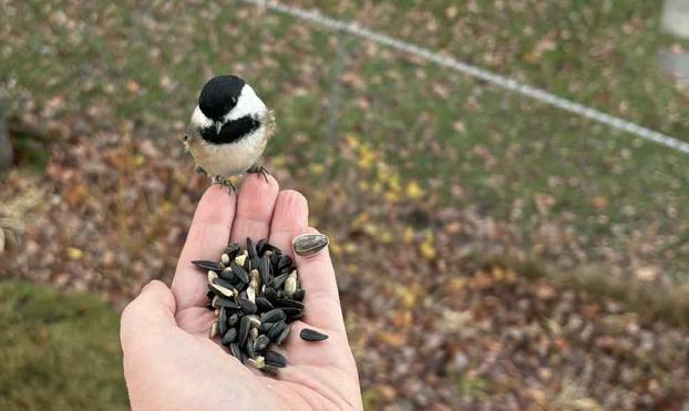 A tiny bird with white cheeks, a black cap, and white and beige belly is perched on the fingers of a white woman's hand about to eat some seeds she is holding.