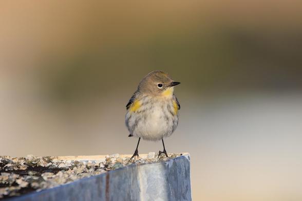 A yellow-rumped warbler (myrtle) stands at the corner of a flat roof at golden hour. They're facing the camera and looking really round. Their head is turned toward the right of the frame.
