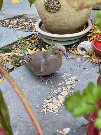 A tan and gray mourning dove is on the slate stepping tile, eating birdseeds. Her beaks are slightly open and a seed is visible between them. There are still some seeds spread in front of her. I took the photo in a close range hiding behind the pokeweed and parsley.