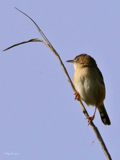 Gros plan sur un cisticole des joncs (petit oiseau au ventre beige et au dos brunatre) perché en haut d’un fin roseau dont la cime se termine par deux feuilles sèches. Le roseau fait presque une diagonale barrant la photo en deux, et l’oiseau occupe la moitié en en haut à droite de l’image. L’oiseau est de trois-quarts face et tourne la tête vers la gauche. On voit bien son oeil gauche et la forme un peu incurvée de son bec. Le ciel est bleu-gris uni dans le fond. La lumière dorée de fin d’après midi éclaire l’oiseau sur sa gauche.