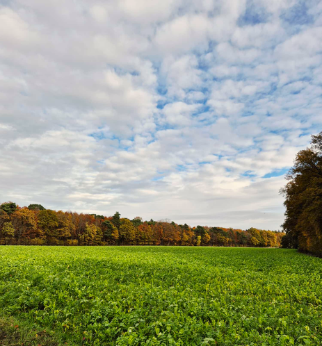 Grünes Feld umgeben von herbstlich gefärbten Bäumen, blauer Himmel mit weißen Wolken