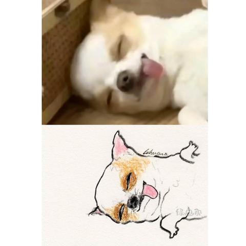 Dibujo de un perrito dormido con la lengua salida. La imagen está dividida en dos, arriba el perrito chihuahua con la lengua fuera y abajo el dibujo