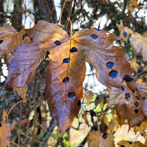 Ahornblatt am Baum mit schwarzen Flecken