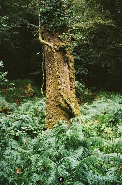 Bemooster Baumstamm mit rankenden Pflanzen inmitten dichter, grüner Farne in einem schattigen Wald.