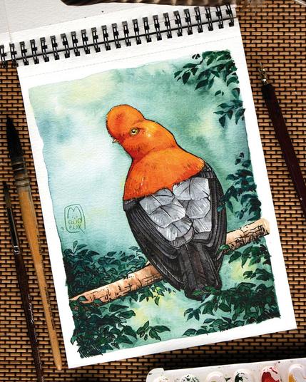 Coq de roche péruvien mâle peint à l'aquarelle et à l'encre noire.