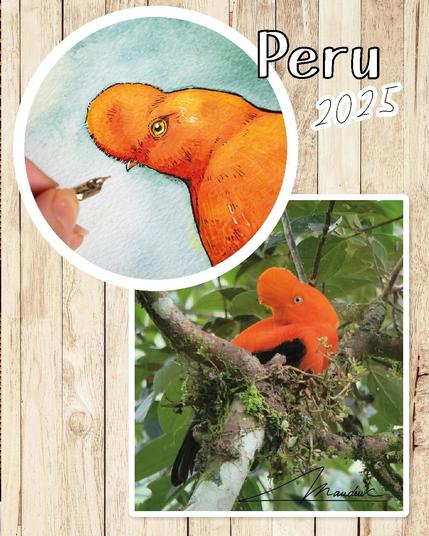 Image plus détaillé de la tête du coq de roche péruvien peind à l'aquarelle et photo du coq de roche que j'ai pu observer durant mon voyage au Pérou