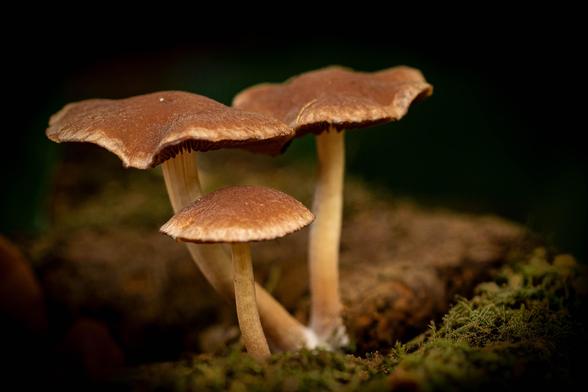Three brown mushrooms in the center of the photo on a mossy tree trunk. The front one is small with a round cap and a thin, pale stem. The other two are behind it and are larger with thicker stems. They have a flat, gracefully curved cap. The stem of the middle one curves gracefully to the left. The rest of the background is black.