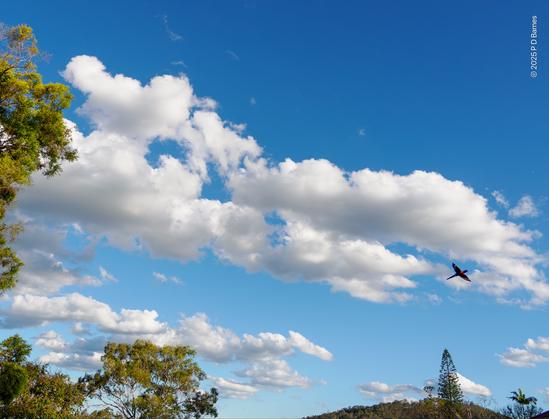 A bright blue sky with ragged white cumulus, framed on the left by a nearby tree, and on the bottom by the tip of a hill, while flying almost out of frame is a rainbow lorikeet, wings spread in flight. (If you've ever seen them flying you'll know their wingbeat is very fast, as is the bird, for its size, so this shot is good luck not good management)