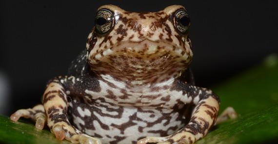 Aif dem Bild ist eine der neu beschriebenen Krötenarten, Nectophrynoides luhomeroensis, zu sehen. Das Foto hat Michele Menegon aufgenommen.