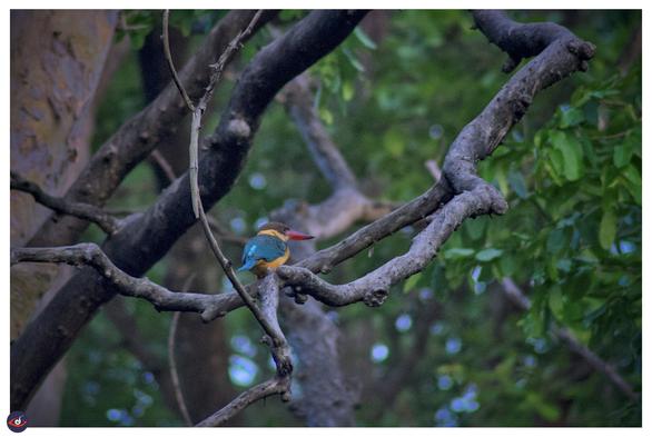 a bird with blue wings, orange neck and belly, a brown head, and a very thick long red beak (with black tip) perched on a branch. the green behind is that off the tree/leaves