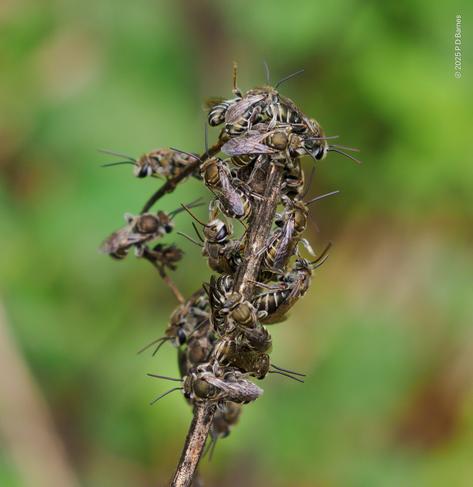 A group of male Nomia bees clustering. This behaviour is reportedly common before night, however these bees were observed at 11:30, so maybe they slept in...