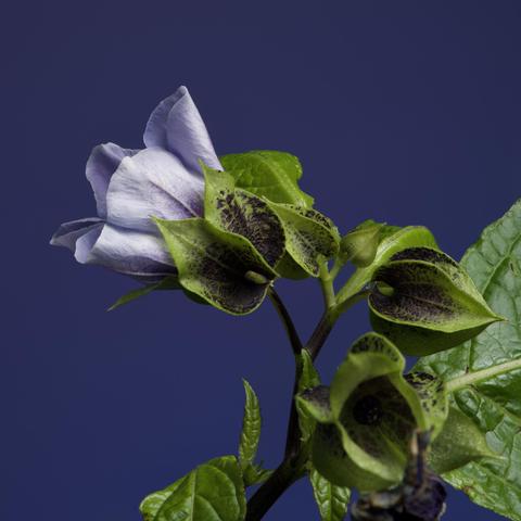 Nicandra Physalodes on a purple background