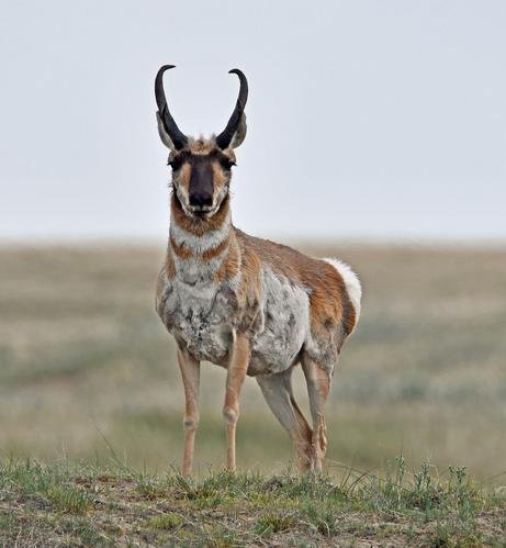 Pronghorn #Antelope Buck