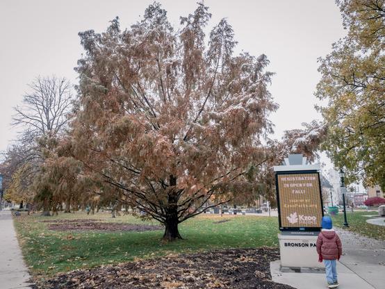 A child stands in front of a digital sign, a pink-hued tree with snow on its leaves fills the background.