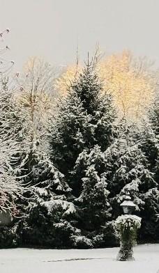 Color image of the first significant snowfall of the season, November 10, 2025, Bath Township, Summit County, Ohio, USA. Image shows a pine tree coated with snow, the trees around it likewise coated with a layer of new snowfall, blue/gray sky above.