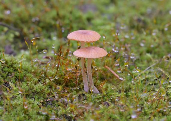 2 kleine paddestoelen staan tussen mos. Vanuit de mos komen twijgjes omhoog waar waterdruppels aanhangen
