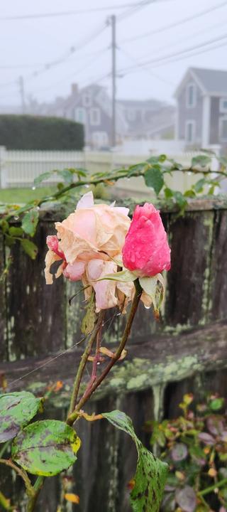 A bright pink rose bud next to an aged rose way past prime, in front of a weathered stockade fence, all under very wet and foggy conditions.